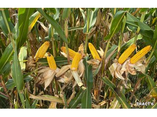 Property photo 25 - LAND AUCTION - 401+/-ACRES OFFERED IN 17 TRACTS IN NOBLE COUNTY, INDIANA