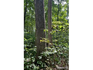 Property photo 28 - LAND AUCTION - 401+/-ACRES OFFERED IN 17 TRACTS IN NOBLE COUNTY, INDIANA