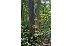 Property photo 28 - LAND AUCTION - 401+/-ACRES OFFERED IN 17 TRACTS IN NOBLE COUNTY, INDIANA