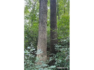 Property photo 29 - LAND AUCTION - 401+/-ACRES OFFERED IN 17 TRACTS IN NOBLE COUNTY, INDIANA