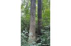 Property photo 29 - LAND AUCTION - 401+/-ACRES OFFERED IN 17 TRACTS IN NOBLE COUNTY, INDIANA