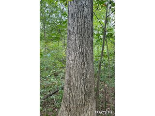 Property photo 31 - LAND AUCTION - 401+/-ACRES OFFERED IN 17 TRACTS IN NOBLE COUNTY, INDIANA