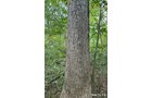 Property photo 31 - LAND AUCTION - 401+/-ACRES OFFERED IN 17 TRACTS IN NOBLE COUNTY, INDIANA
