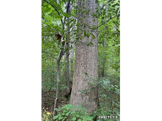Property photo 32 - LAND AUCTION - 401+/-ACRES OFFERED IN 17 TRACTS IN NOBLE COUNTY, INDIANA