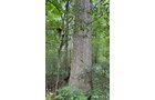 Property photo 32 - LAND AUCTION - 401+/-ACRES OFFERED IN 17 TRACTS IN NOBLE COUNTY, INDIANA