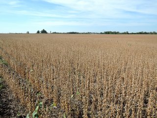 Property photo 35 - LAND AUCTION - 269.6+/-ACRES OFFERED IN 5 TRACTS IN MADISON COUNTY, INDIANA