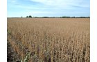 Property photo 35 - LAND AUCTION - 269.6+/-ACRES OFFERED IN 5 TRACTS IN MADISON COUNTY, INDIANA