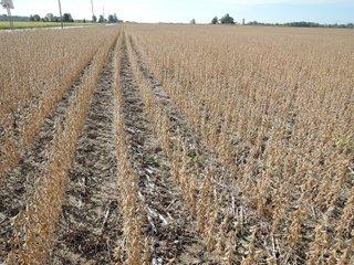 Property photo 36 - LAND AUCTION - 269.6+/-ACRES OFFERED IN 5 TRACTS IN MADISON COUNTY, INDIANA
