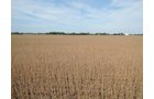 Property photo 37 - LAND AUCTION - 269.6+/-ACRES OFFERED IN 5 TRACTS IN MADISON COUNTY, INDIANA