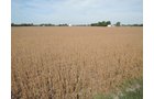 Property photo 38 - LAND AUCTION - 269.6+/-ACRES OFFERED IN 5 TRACTS IN MADISON COUNTY, INDIANA