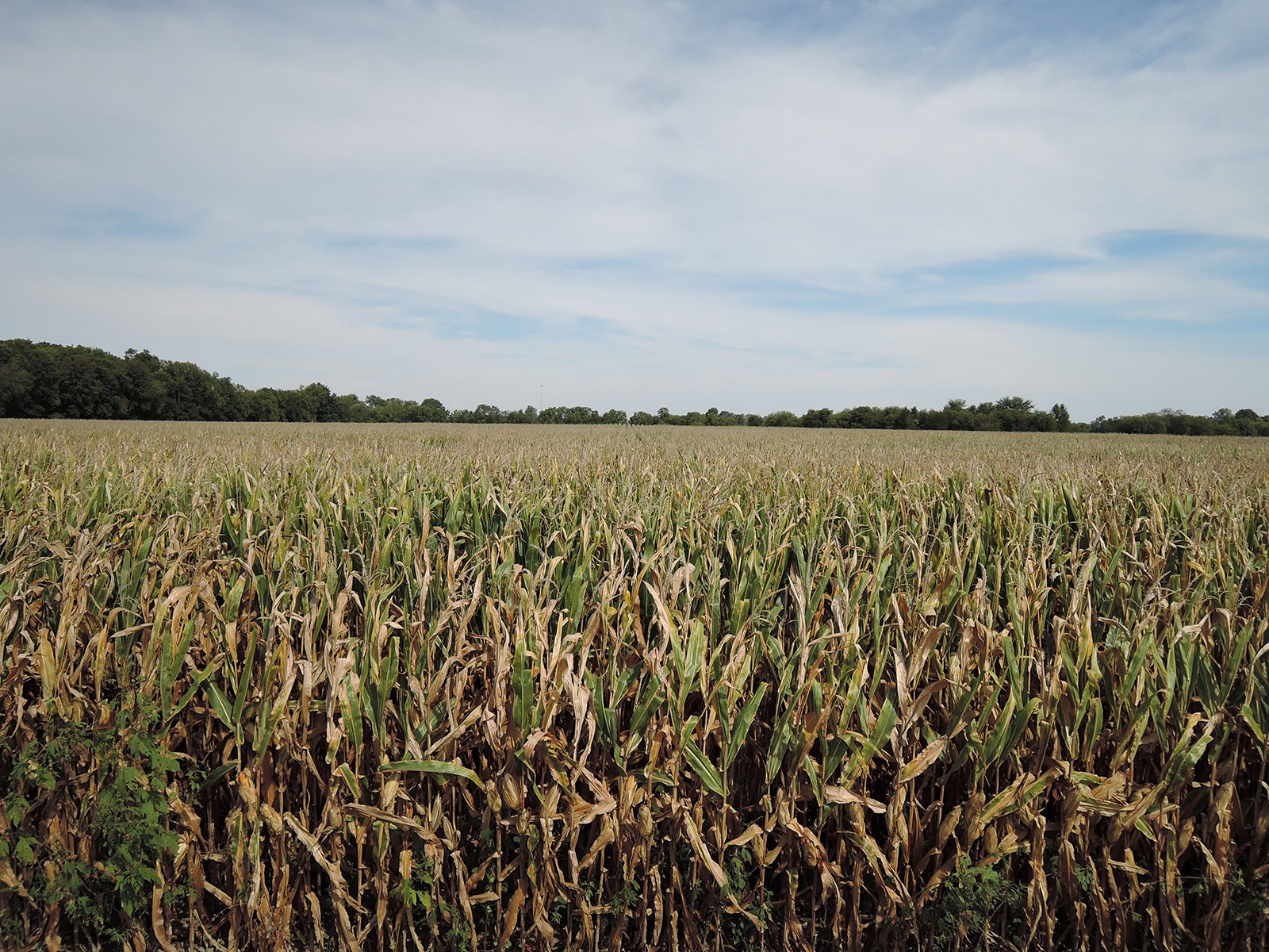 Property photo 39 - LAND AUCTION - 269.6+/-ACRES OFFERED IN 5 TRACTS IN MADISON COUNTY, INDIANA