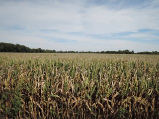 Property photo 39 - LAND AUCTION - 269.6+/-ACRES OFFERED IN 5 TRACTS IN MADISON COUNTY, INDIANA