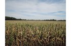 Property photo 39 - LAND AUCTION - 269.6+/-ACRES OFFERED IN 5 TRACTS IN MADISON COUNTY, INDIANA