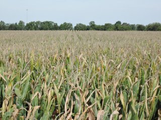Property photo 40 - LAND AUCTION - 269.6+/-ACRES OFFERED IN 5 TRACTS IN MADISON COUNTY, INDIANA