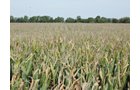 Property photo 40 - LAND AUCTION - 269.6+/-ACRES OFFERED IN 5 TRACTS IN MADISON COUNTY, INDIANA