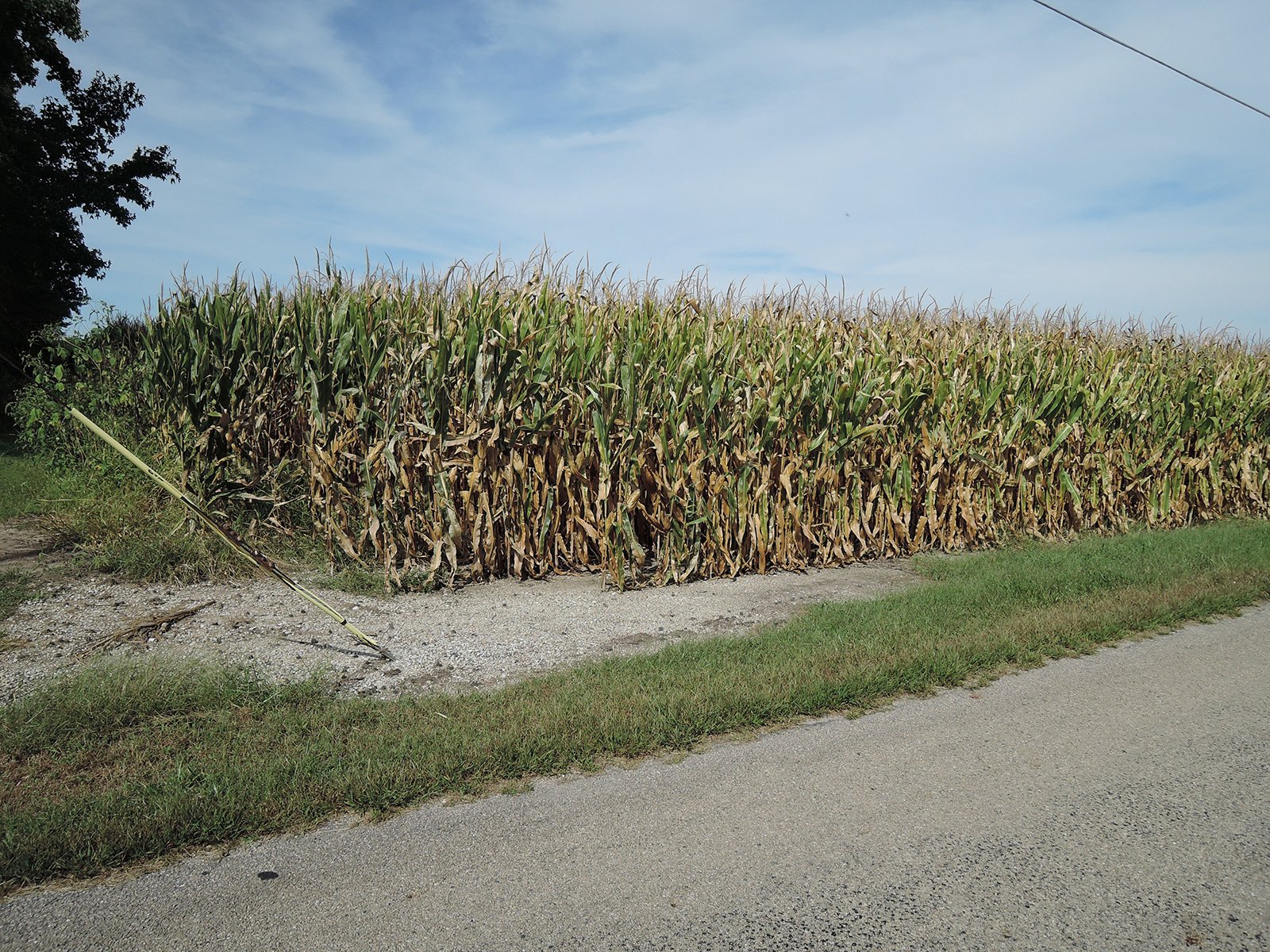 Property photo 48 - LAND AUCTION - 269.6+/-ACRES OFFERED IN 5 TRACTS IN MADISON COUNTY, INDIANA