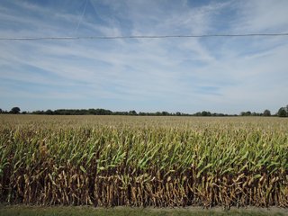 Property photo 42 - LAND AUCTION - 269.6+/-ACRES OFFERED IN 5 TRACTS IN MADISON COUNTY, INDIANA