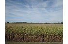 Property photo 42 - LAND AUCTION - 269.6+/-ACRES OFFERED IN 5 TRACTS IN MADISON COUNTY, INDIANA