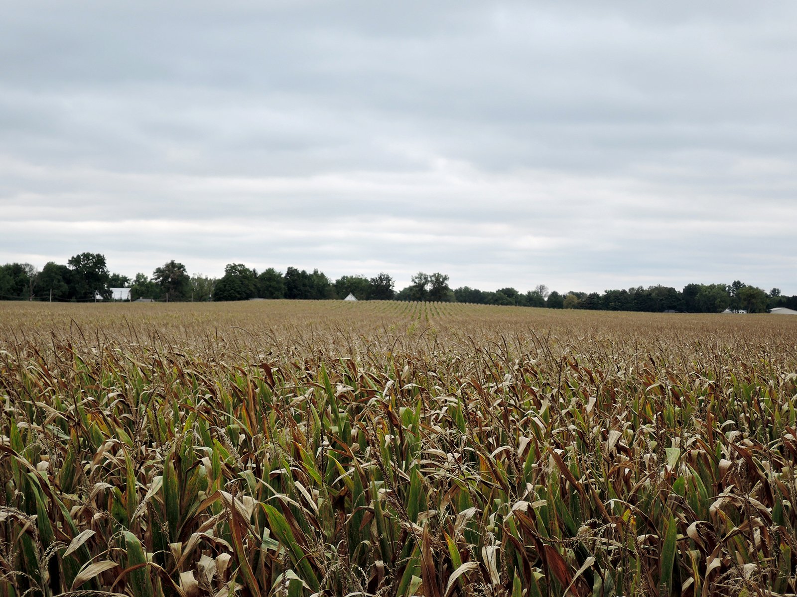 Property photo 43 - LAND AUCTION - 269.6+/-ACRES OFFERED IN 5 TRACTS IN MADISON COUNTY, INDIANA