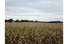 Property photo 43 - LAND AUCTION - 269.6+/-ACRES OFFERED IN 5 TRACTS IN MADISON COUNTY, INDIANA