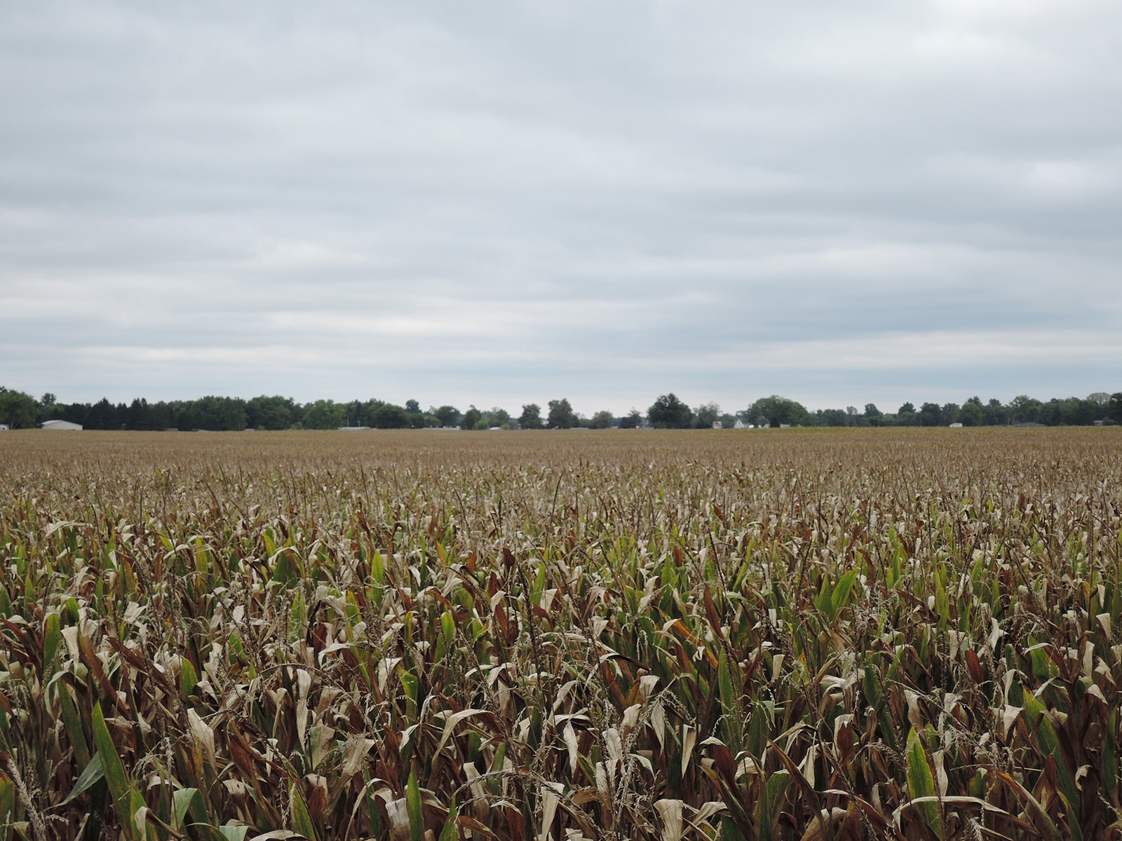 Property photo 44 - LAND AUCTION - 269.6+/-ACRES OFFERED IN 5 TRACTS IN MADISON COUNTY, INDIANA