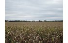 Property photo 44 - LAND AUCTION - 269.6+/-ACRES OFFERED IN 5 TRACTS IN MADISON COUNTY, INDIANA