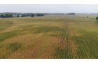 Property photo 28 - LAND AUCTION - 269.6+/-ACRES OFFERED IN 5 TRACTS IN MADISON COUNTY, INDIANA