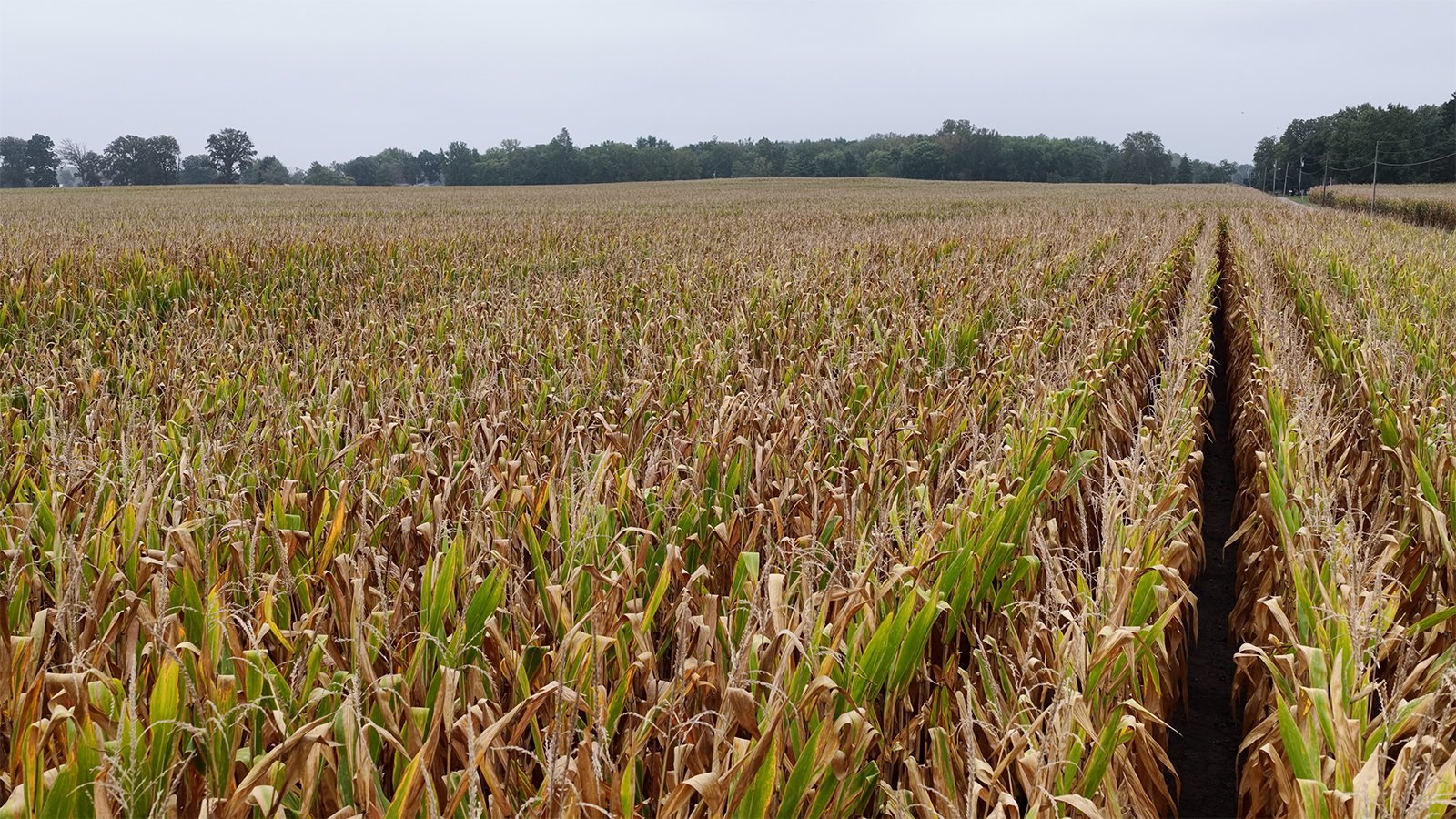 Property photo 7 - LAND AUCTION - 269.6+/-ACRES OFFERED IN 5 TRACTS IN MADISON COUNTY, INDIANA