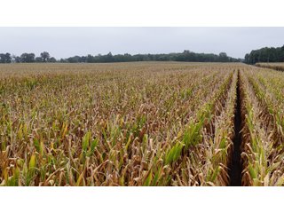 Property photo 7 - LAND AUCTION - 269.6+/-ACRES OFFERED IN 5 TRACTS IN MADISON COUNTY, INDIANA