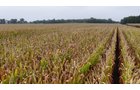 Property photo 7 - LAND AUCTION - 269.6+/-ACRES OFFERED IN 5 TRACTS IN MADISON COUNTY, INDIANA