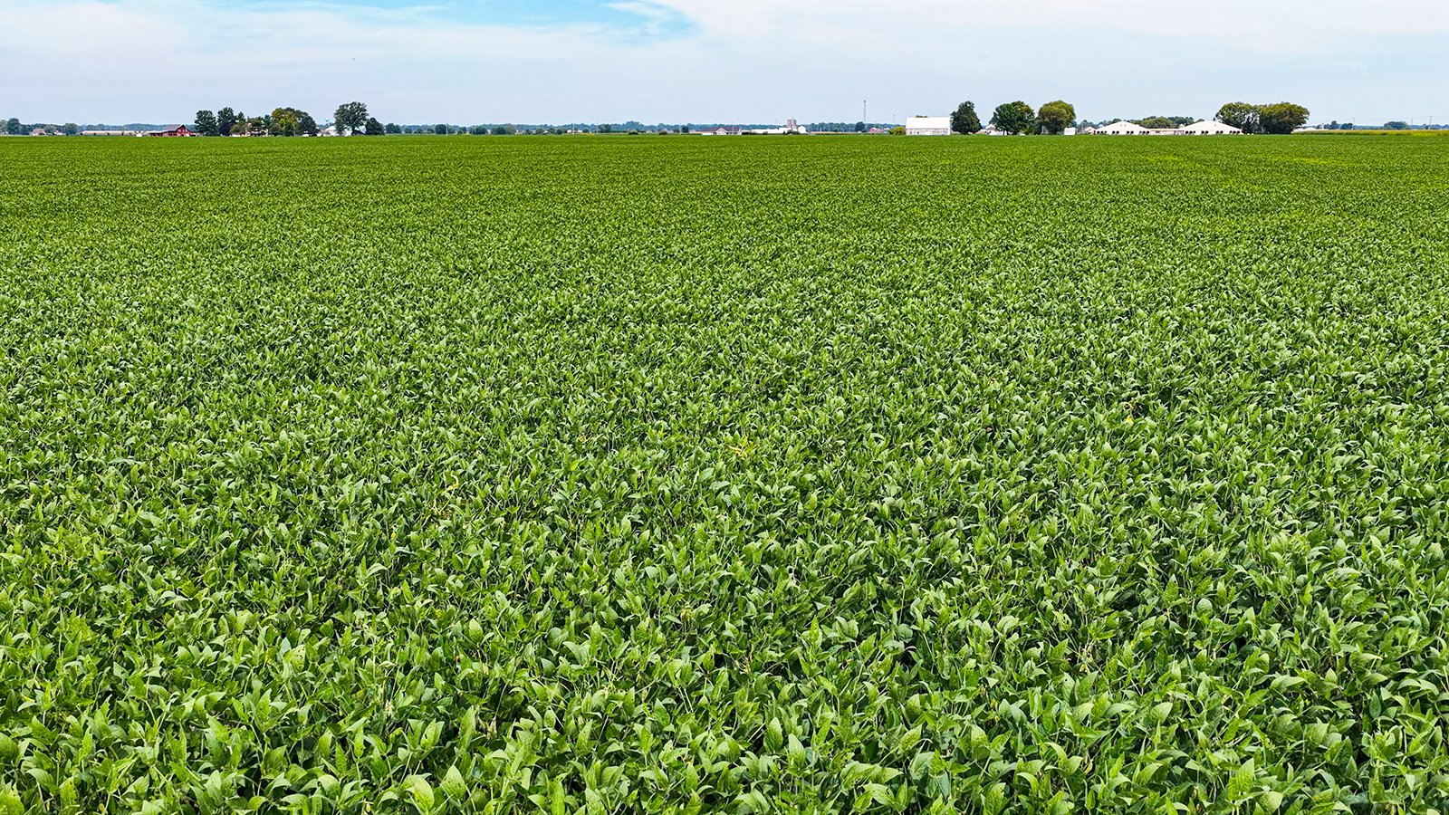 Property photo 6 - LAND AUCTION - 66+/-ACRES OFFERED IN 3 TRACTS IN ALLEN COUNTY, INDIANA