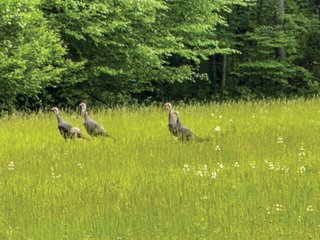 Property photo 39 - LAND FOR SALE - 196+/-ACRES IN PUTNAM COUNTY, INDIANA