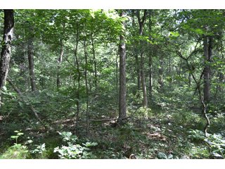 Property photo 24 - LAND FOR SALE - 26.37+/-ACRES OFFERED IN 3 TRACTS IN JASPER COUNTY, INDIANA