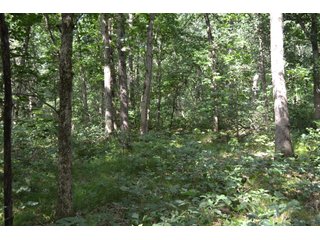 Property photo 17 - LAND FOR SALE - 26.37+/-ACRES OFFERED IN 3 TRACTS IN JASPER COUNTY, INDIANA
