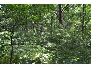 Property photo 25 - LAND FOR SALE - 26.37+/-ACRES OFFERED IN 3 TRACTS IN JASPER COUNTY, INDIANA