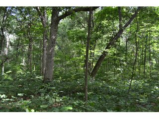 Property photo 26 - LAND FOR SALE - 26.37+/-ACRES OFFERED IN 3 TRACTS IN JASPER COUNTY, INDIANA