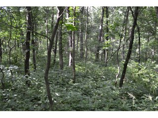 Property photo 27 - LAND FOR SALE - 26.37+/-ACRES OFFERED IN 3 TRACTS IN JASPER COUNTY, INDIANA