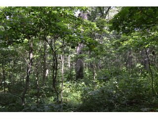 Property photo 5 - LAND FOR SALE - 26.37+/-ACRES OFFERED IN 3 TRACTS IN JASPER COUNTY, INDIANA