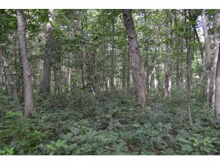 Property photo 6 - LAND FOR SALE - 26.37+/-ACRES OFFERED IN 3 TRACTS IN JASPER COUNTY, INDIANA
