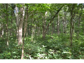 Property photo 7 - LAND FOR SALE - 26.37+/-ACRES OFFERED IN 3 TRACTS IN JASPER COUNTY, INDIANA