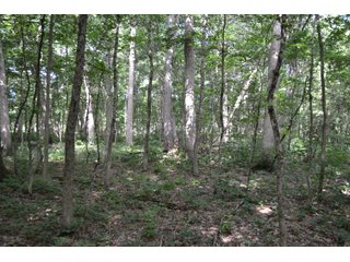 Property photo 8 - LAND FOR SALE - 26.37+/-ACRES OFFERED IN 3 TRACTS IN JASPER COUNTY, INDIANA