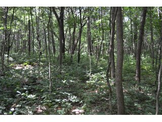 Property photo 9 - LAND FOR SALE - 26.37+/-ACRES OFFERED IN 3 TRACTS IN JASPER COUNTY, INDIANA