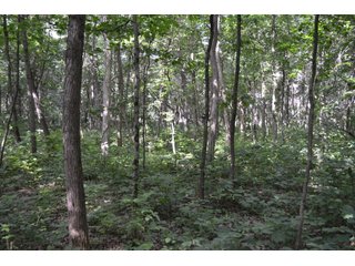 Property photo 10 - LAND FOR SALE - 26.37+/-ACRES OFFERED IN 3 TRACTS IN JASPER COUNTY, INDIANA
