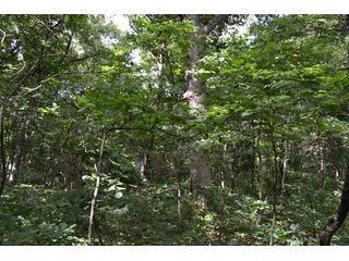 Property photo 11 - LAND FOR SALE - 26.37+/-ACRES OFFERED IN 3 TRACTS IN JASPER COUNTY, INDIANA