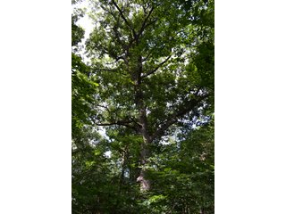 Property photo 12 - LAND FOR SALE - 26.37+/-ACRES OFFERED IN 3 TRACTS IN JASPER COUNTY, INDIANA