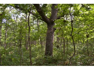 Property photo 13 - LAND FOR SALE - 26.37+/-ACRES OFFERED IN 3 TRACTS IN JASPER COUNTY, INDIANA