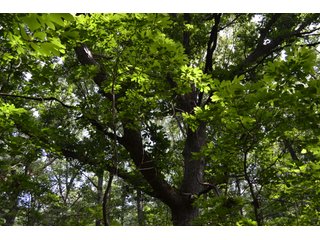 Property photo 14 - LAND FOR SALE - 26.37+/-ACRES OFFERED IN 3 TRACTS IN JASPER COUNTY, INDIANA