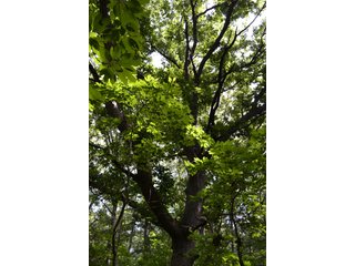 Property photo 15 - LAND FOR SALE - 26.37+/-ACRES OFFERED IN 3 TRACTS IN JASPER COUNTY, INDIANA