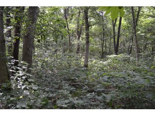 Property photo 18 - LAND FOR SALE - 26.37+/-ACRES OFFERED IN 3 TRACTS IN JASPER COUNTY, INDIANA
