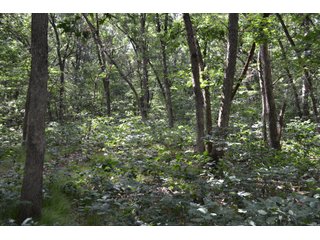 Property photo 19 - LAND FOR SALE - 26.37+/-ACRES OFFERED IN 3 TRACTS IN JASPER COUNTY, INDIANA